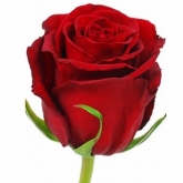 Метрова українська червона троянда поштучно купити за вигідною ціною,  замовити Червоні троянди у Києві з доставкою по всій Україні в інтернет  магазині букетів та подарунків ProFlowers
